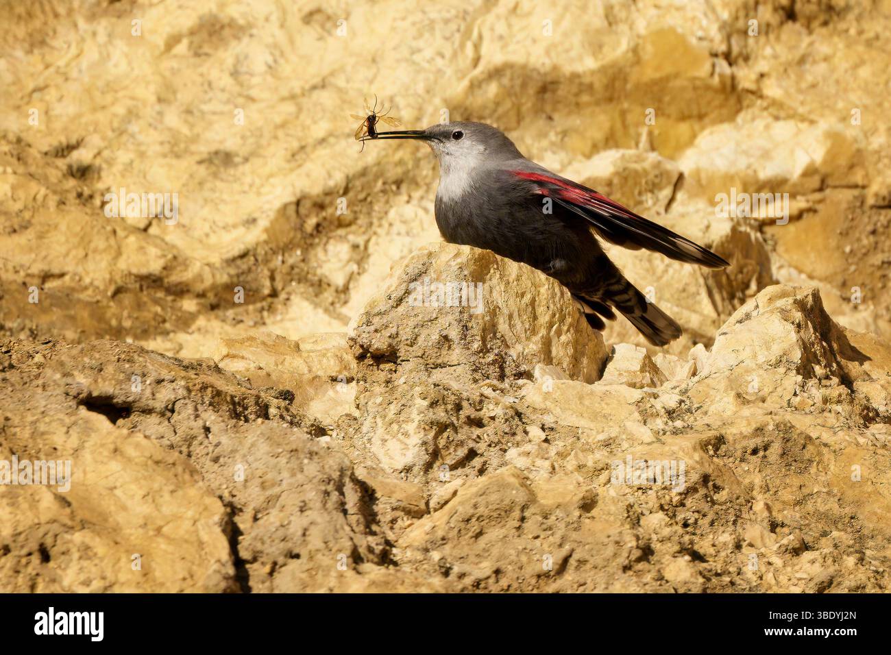 Der Wallkrieper ist ein seltener und schwer fassbarer Bergvogel mit markanten karmesinroten Flügeln, oft gesehen, wie er senkrechte Felswände auf der Suche nach Insekten in rauer Umgebung erklimmt Stockfoto