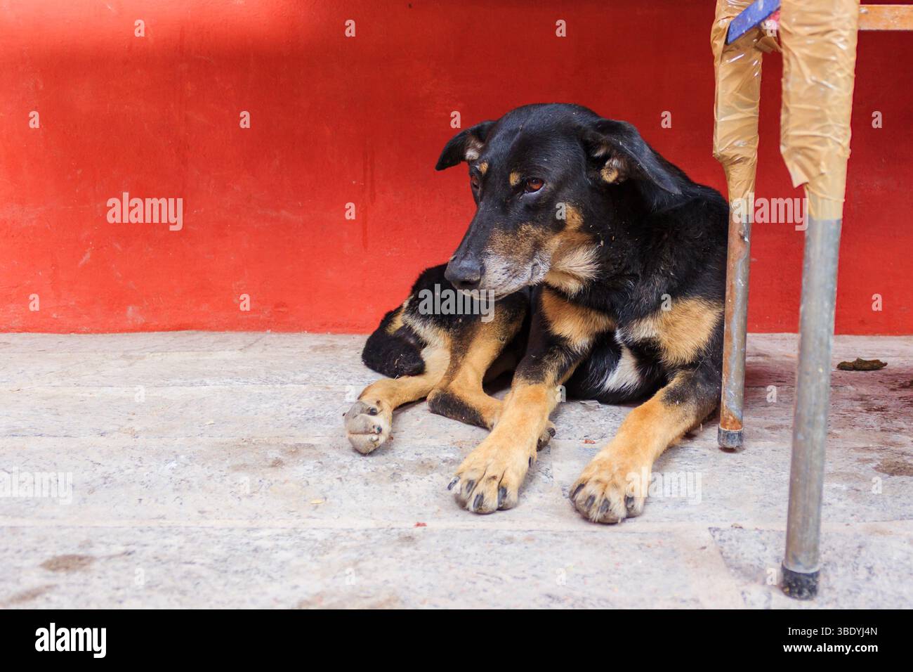 Atontonilco, Mexiko - 29. Mai 2016: Ein Hund liegt auf dem Boden neben einer roten Wand und einem Tisch. Der Hund legt sich hin und sieht zur Seite. Stockfoto
