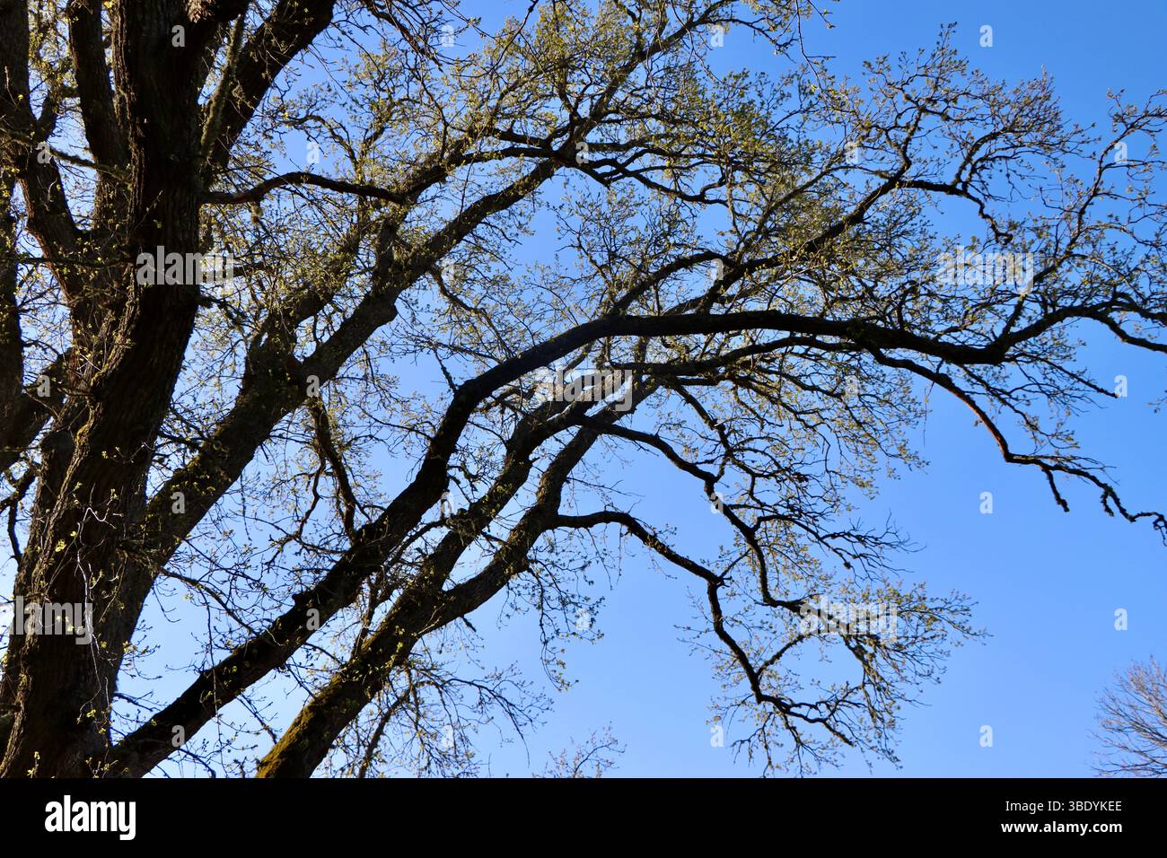 Alte Eiche im frühen Frühjahr in Loviisa, Finnland, Mai 2025 Stockfoto