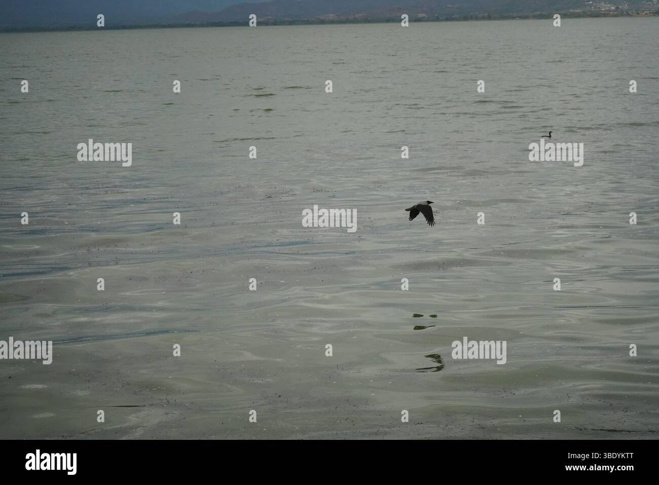 Ein großer See mit großem Teich. Die Wasseroberfläche ist gedämpft, grau-grün. Dunkle Krähe ist im Flug und bewegt sich horizontal über das Wasser. Stockfoto