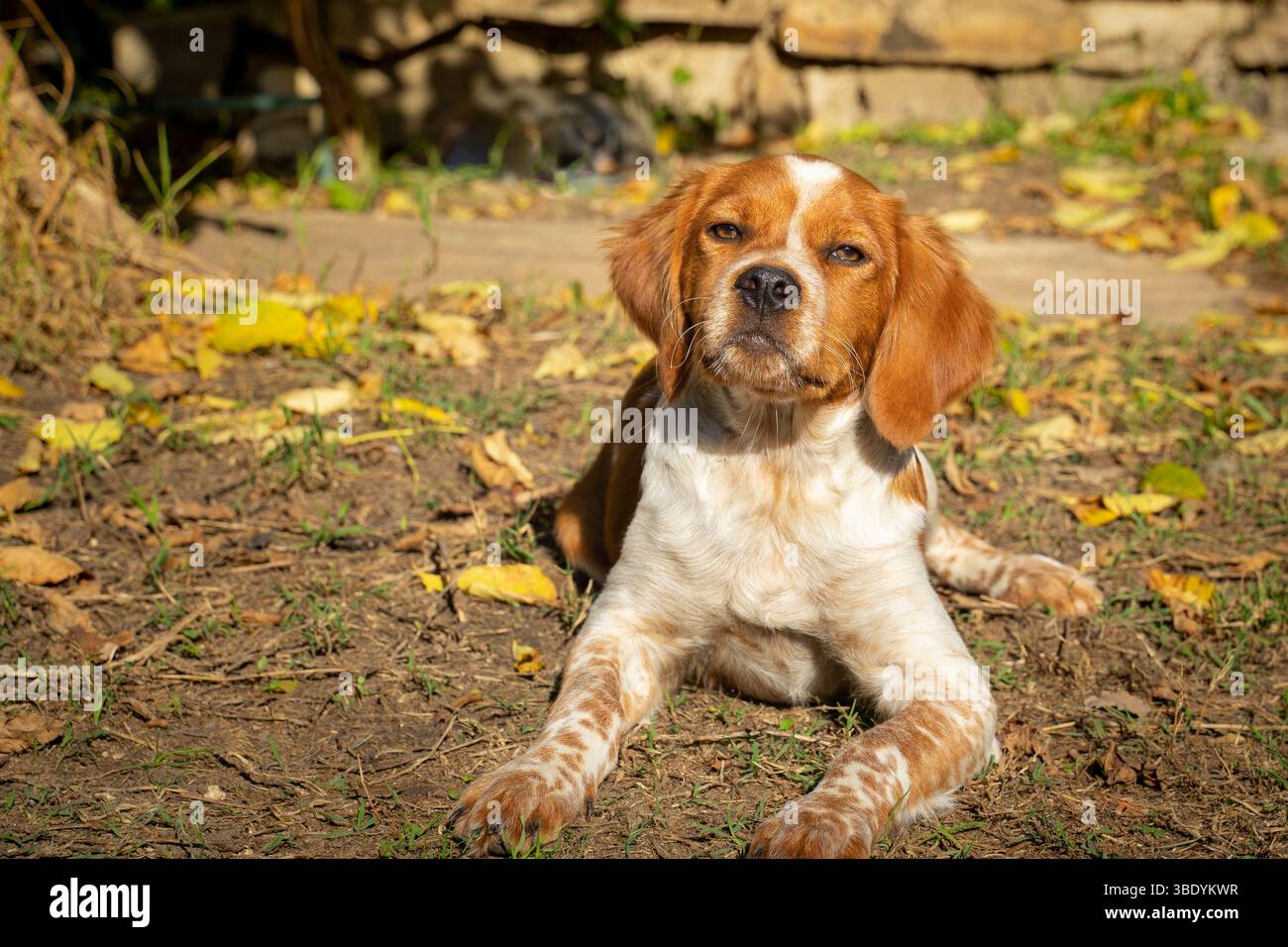 Wunderschöner Bretagne Spaniel, der friedlich ruht und die Kamera auf herabfallende Herbstblätter in einem Garten betrachtet, mit braunem und weißem Fell Stockfoto