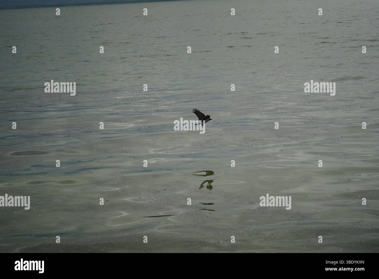 Ein großer See mit großem Teich. Die Wasseroberfläche ist gedämpft, grau-grün. Dunkle Krähe ist im Flug und bewegt sich horizontal über das Wasser. Stockfoto