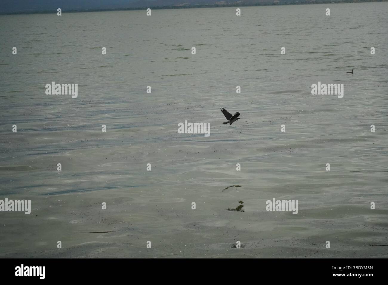 Ein großer See mit großem Teich. Die Wasseroberfläche ist gedämpft, grau-grün. Dunkle Krähe ist im Flug und bewegt sich horizontal über das Wasser. Stockfoto