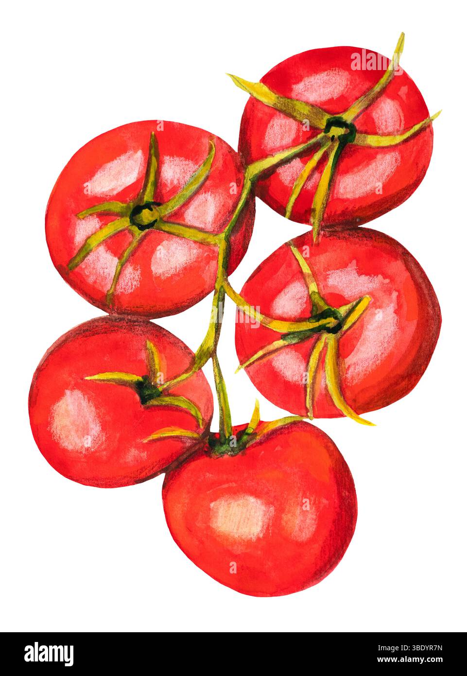 Aquarell Tomaten Zweig Gemüse Lebensmittel Illustration isoliert auf weißem Hintergrund Stockfoto