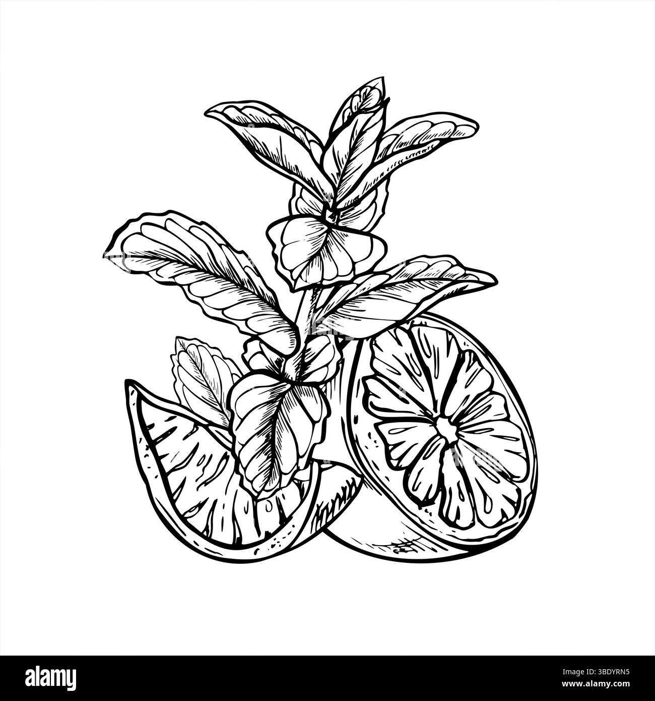 Monochrome Vektor-Zitrusscheiben zwischen melissa-Zweigen Illustration mit schwarzer Tinte gemalt. Ätzzeichnung von Zitrone oder Limette mit Minzkräutern Stock Vektor