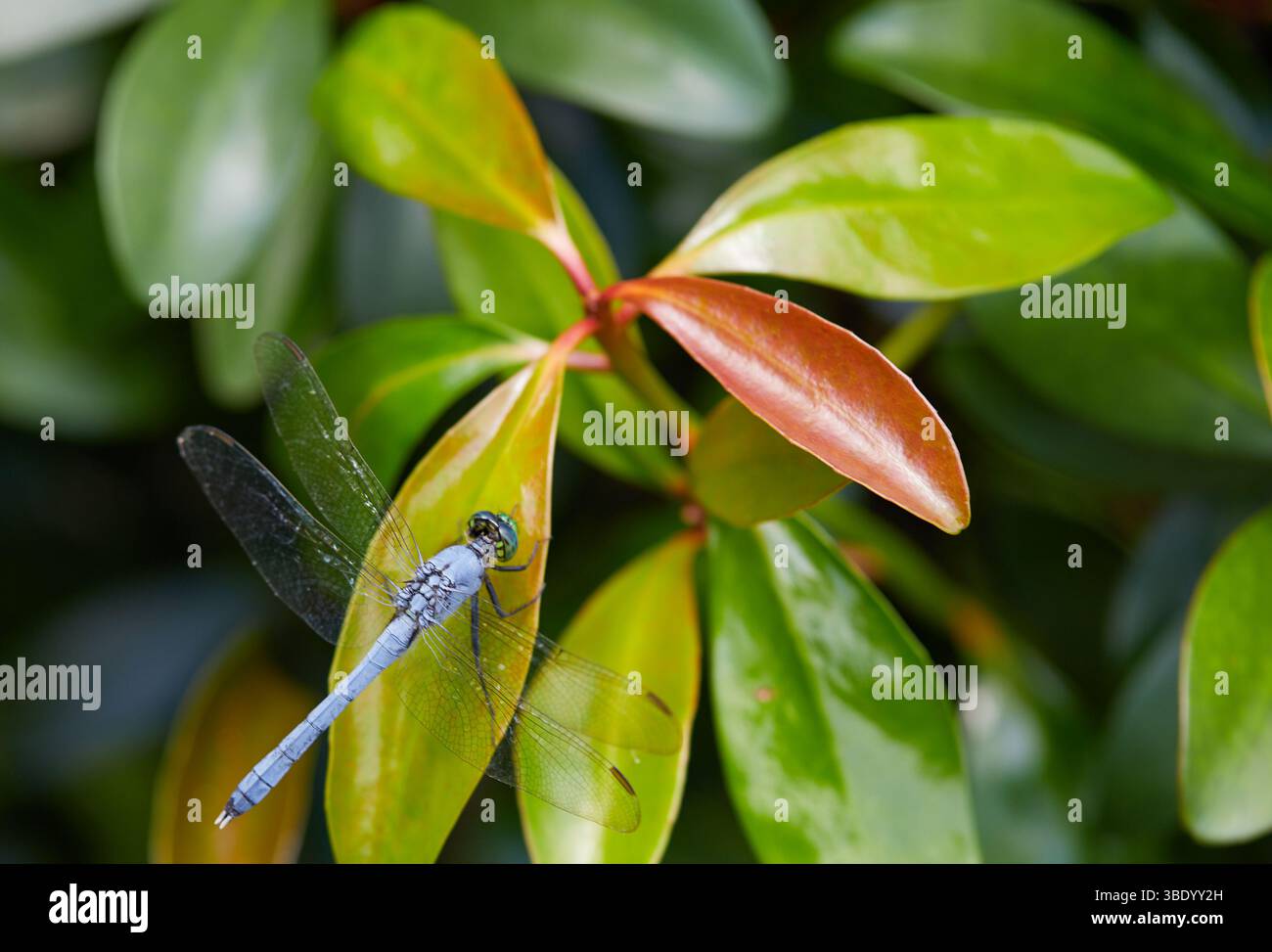 Libellen ruhen während der Fütterung an einem heißen Sommertag im Südosten auf Blättern und Blumen aus! Stockfoto