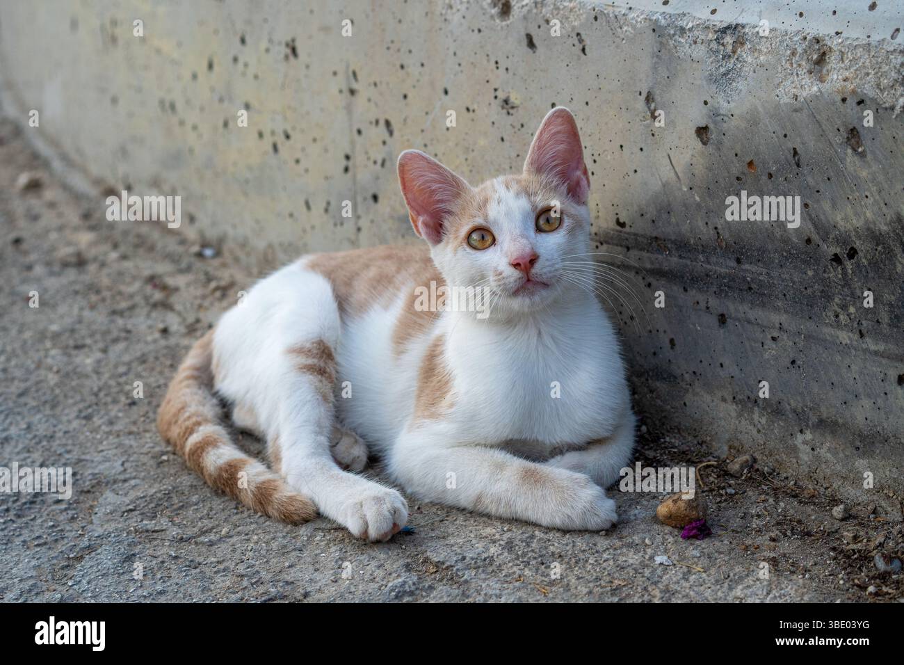 Hübsche Katze mit Honigaugen Stockfoto