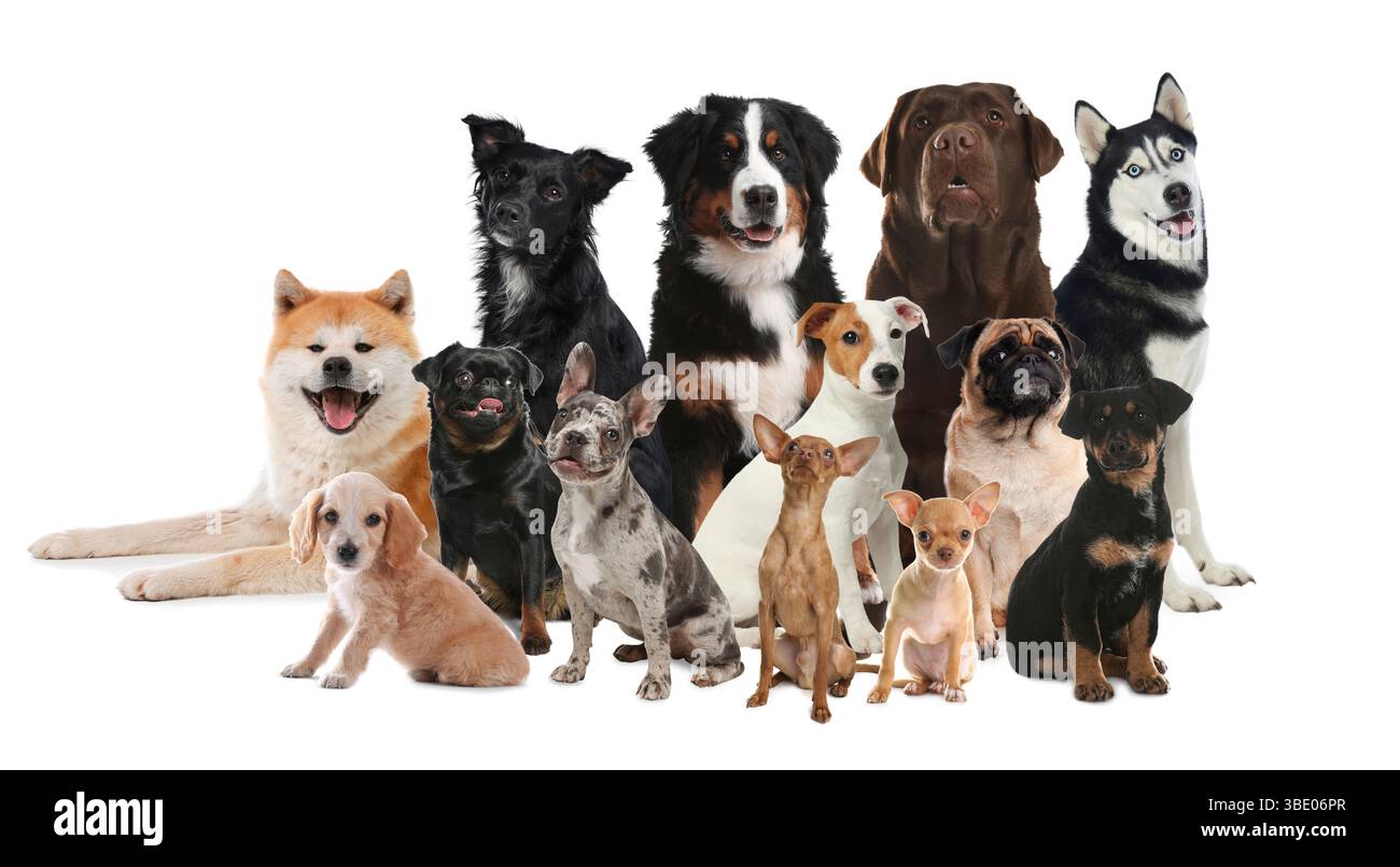 Gruppe von niedlichen Hunden auf weißem Hintergrund Stockfoto
