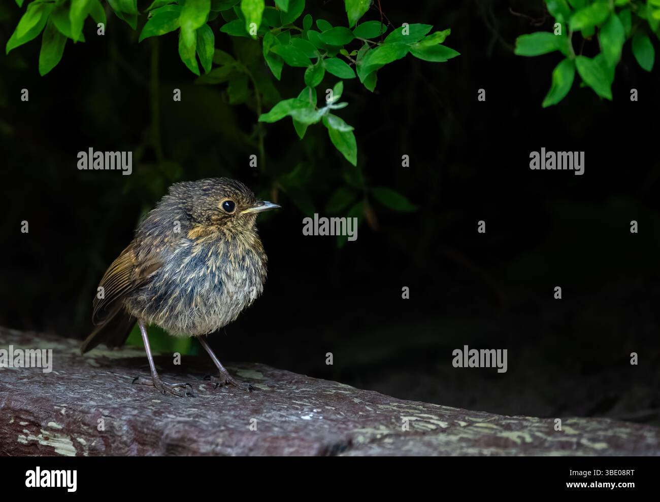 Junger Europäischer rotkehlvogel 'Erithacus rubecula', der unter der Hecke steht und vor dunklem Hintergrund isoliert ist. Dublin, Irland Stockfoto