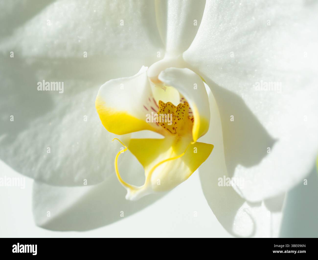 Nahaufnahme einer weißen Phalaenopsis-Orchidee mit gelbem Zentrum Stockfoto