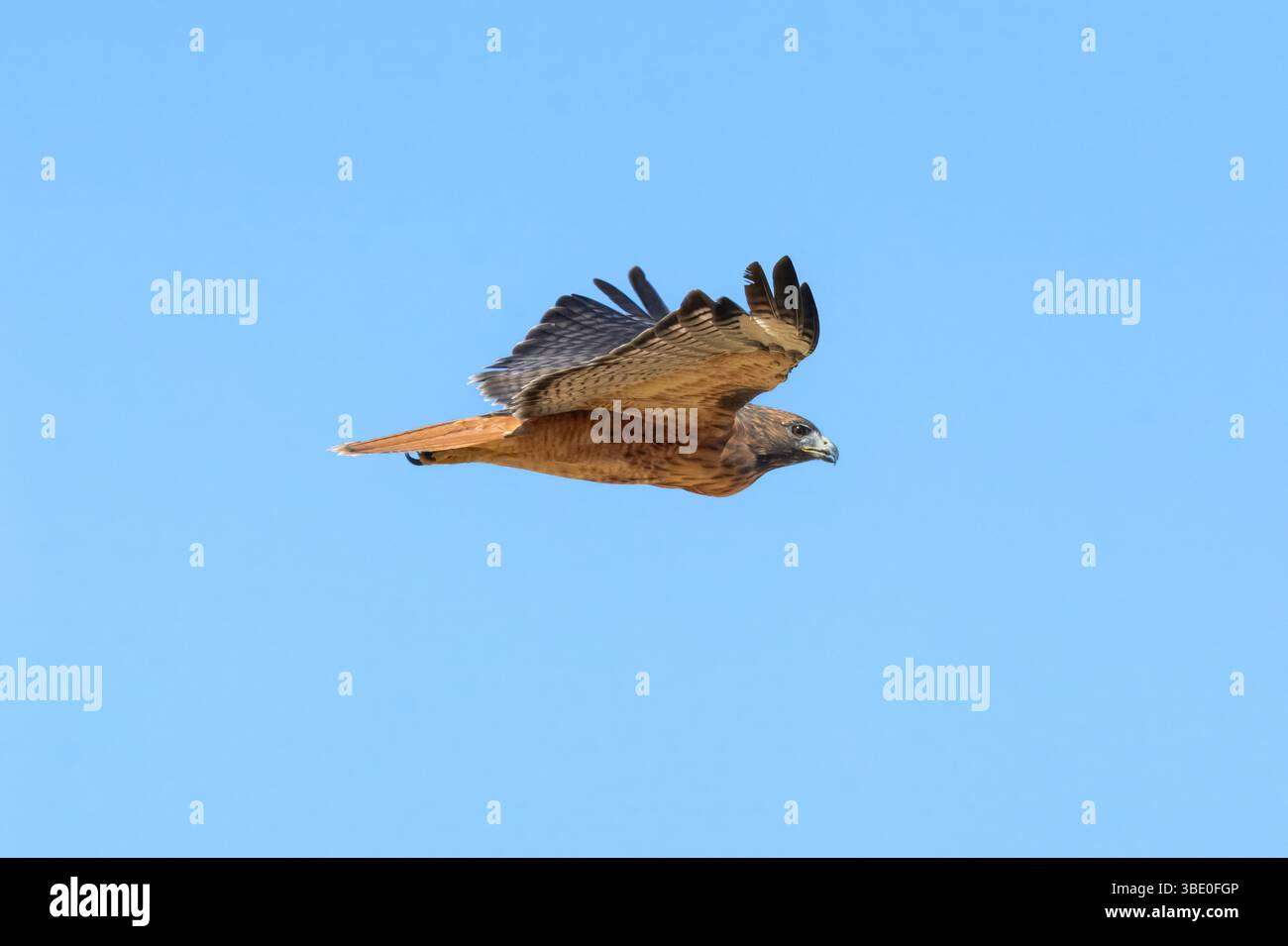 In der Wüste Südkaliforniens schwingt ein dunkler Morph (Calurus)-Rotschwanzfalke (Buteo jamaicensis) vorbei. Stockfoto