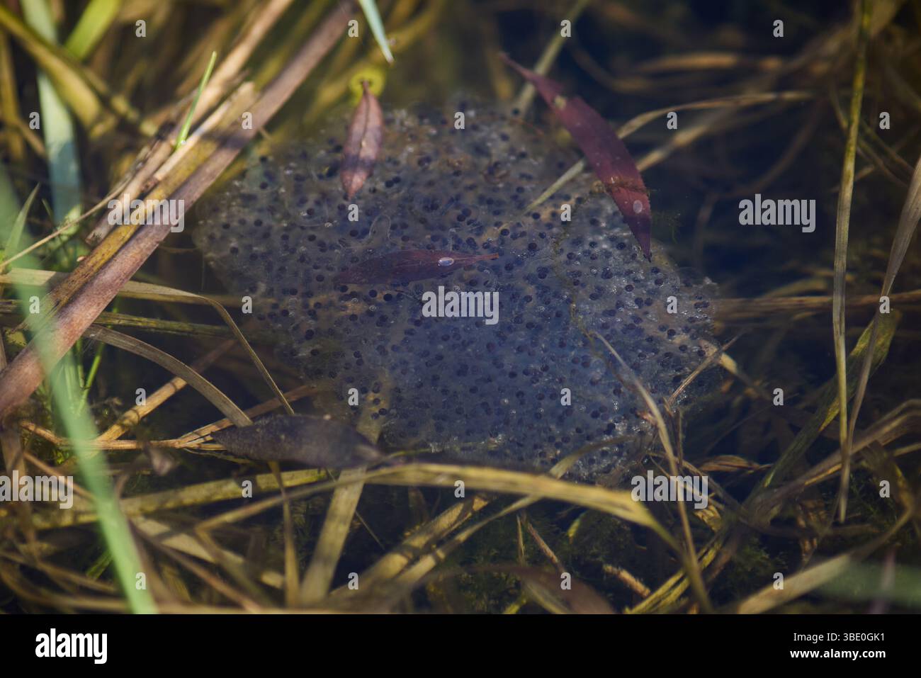 Eine Gruppe von Frühfrühlingsfroscheiern, die sich in klarem Wasser entwickeln Stockfoto