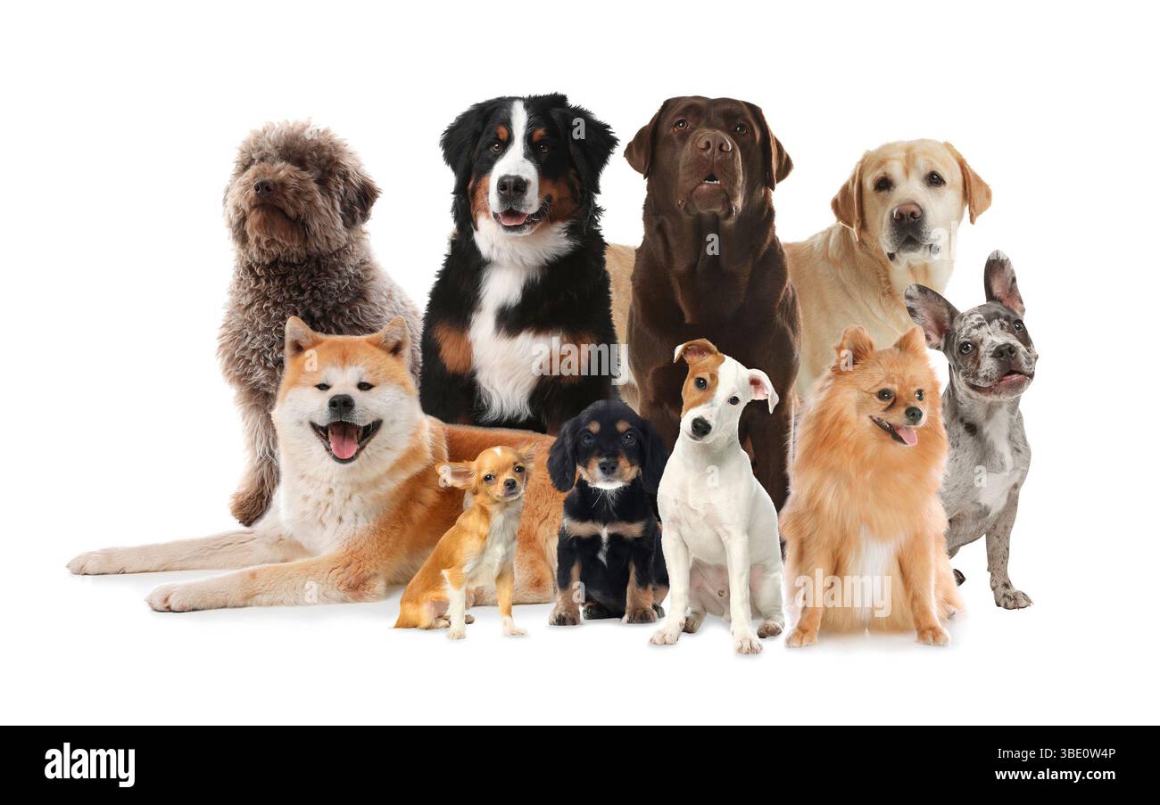 Gruppe von niedlichen Hunden auf weißem Hintergrund Stockfoto