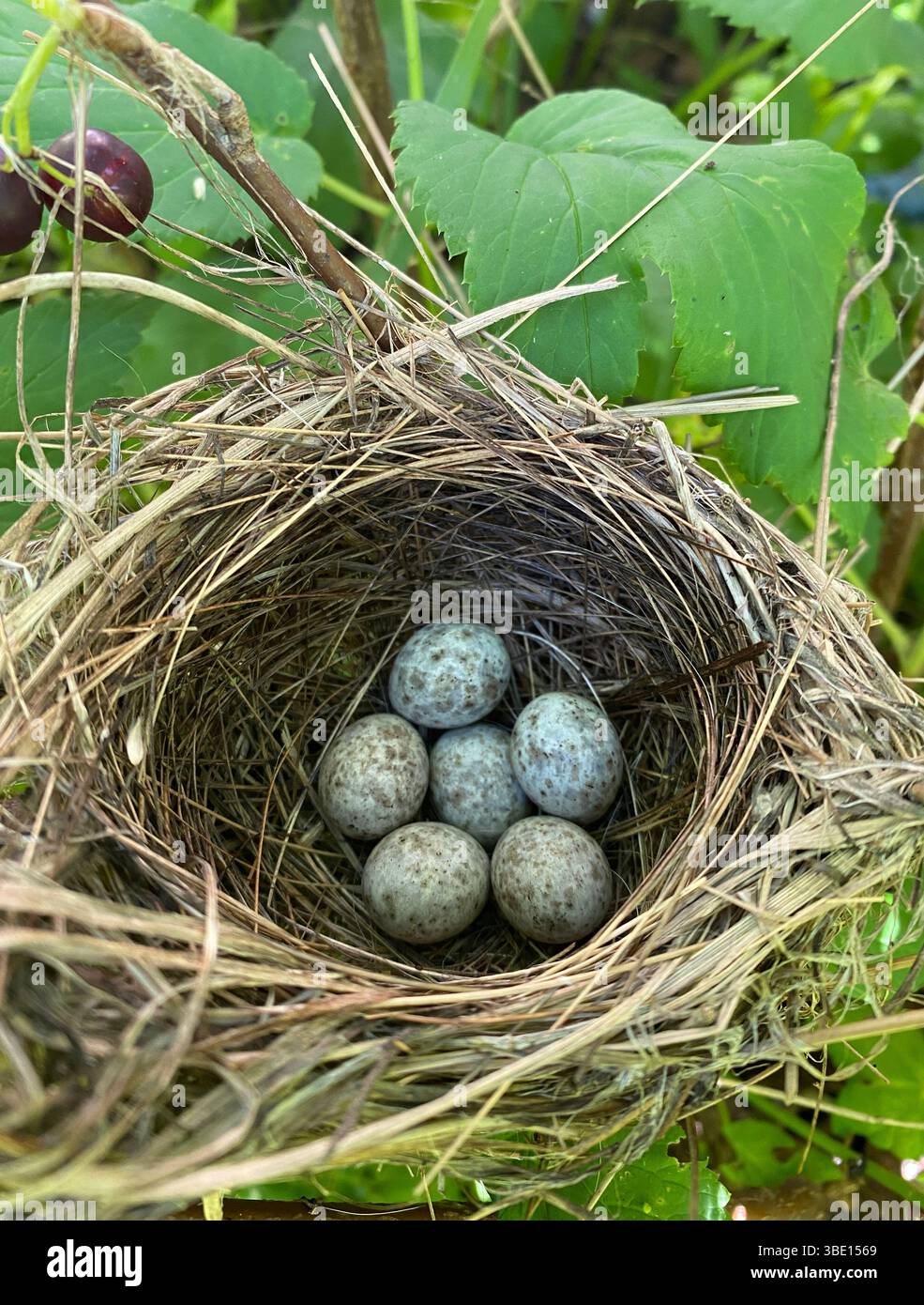 Ein atemberaubend schönes Vogelnest mit mehreren gesprenkelten Eiern, friedlich eingebettet zwischen lebendigem Laub Stockfoto