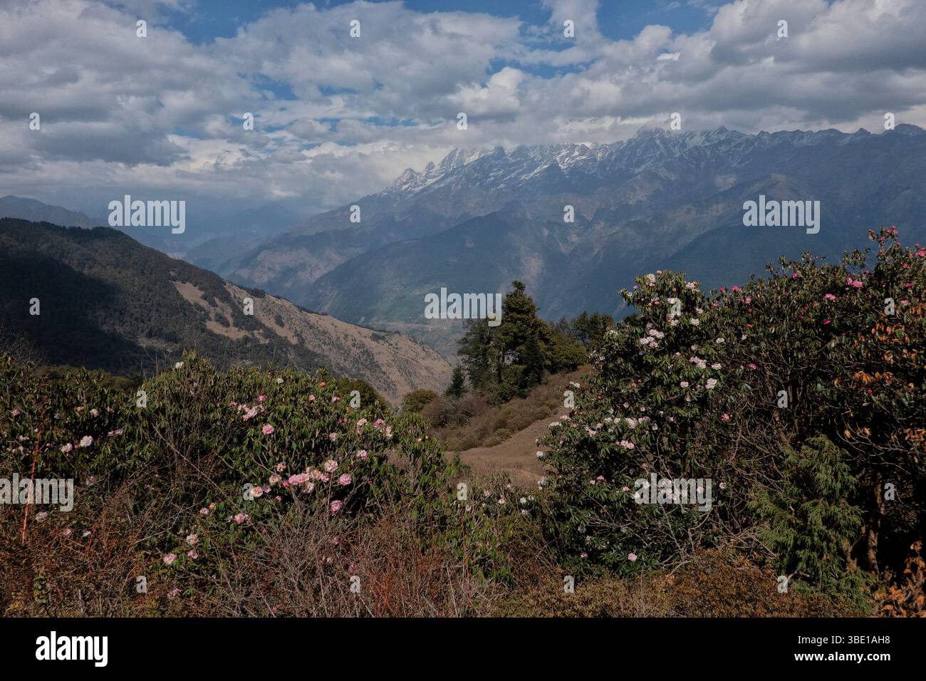Rhododendron und Alpenpanorama, Tamang Heritage Trail, Nagthali, Nepal Stockfoto