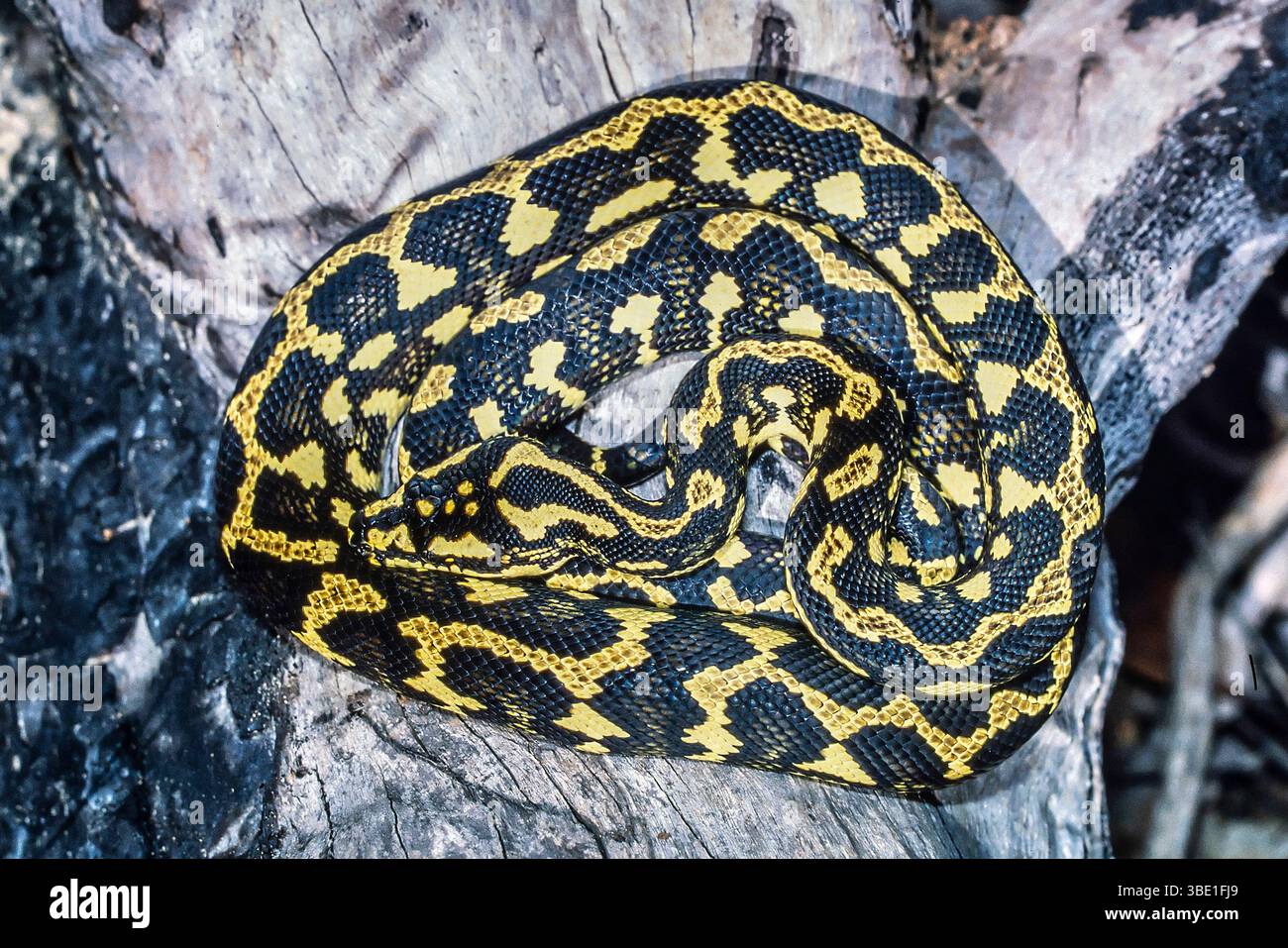 Australischer Dschungelteppich Python hat sich auf Baumstamm zusammengerollt Stockfoto