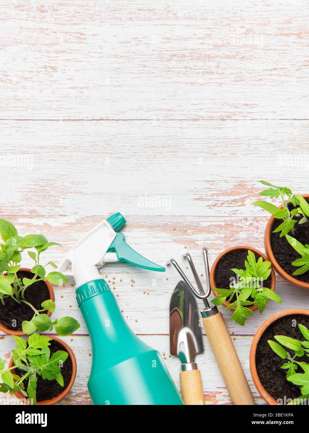 Gartenwerkzeuge, Sprühflasche und Tomatensämlinge auf einem rustikalen weißen Holztisch, die eine Frühlingspflanzenszene schaffen Stockfoto