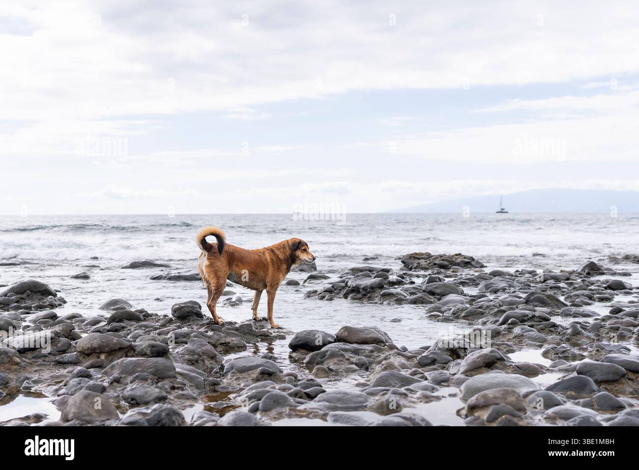 Sehr anpassungsfähiger, verlassener, obdachloser streunender Hund, der am Meer nach Nahrung sucht. Stockfoto