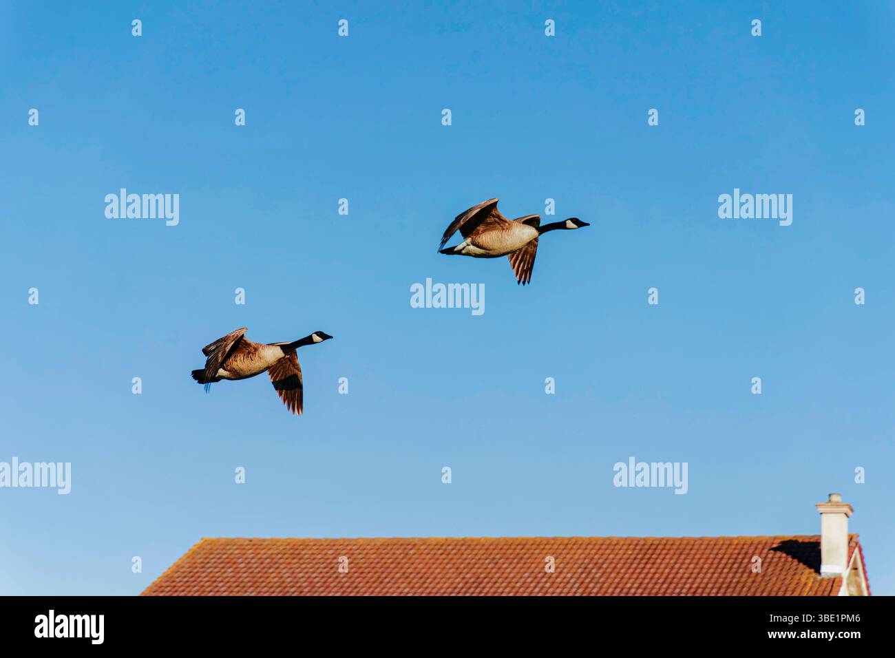 Zwei Kanadiengänse fliegen über dem Dach eines Wohnhauses vor einem klaren blauen Himmel Stockfoto