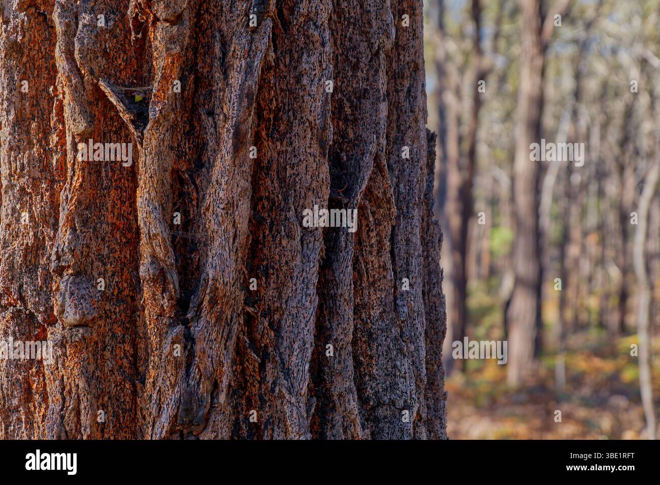 Nahaufnahme des Eukalyptus-Kaugummibaums der roten Eisenbarke (Eukalyptus tricarpa) mit dicker Furche im Wald, Point Addis, Great Otway National Park, Victoria Stockfoto