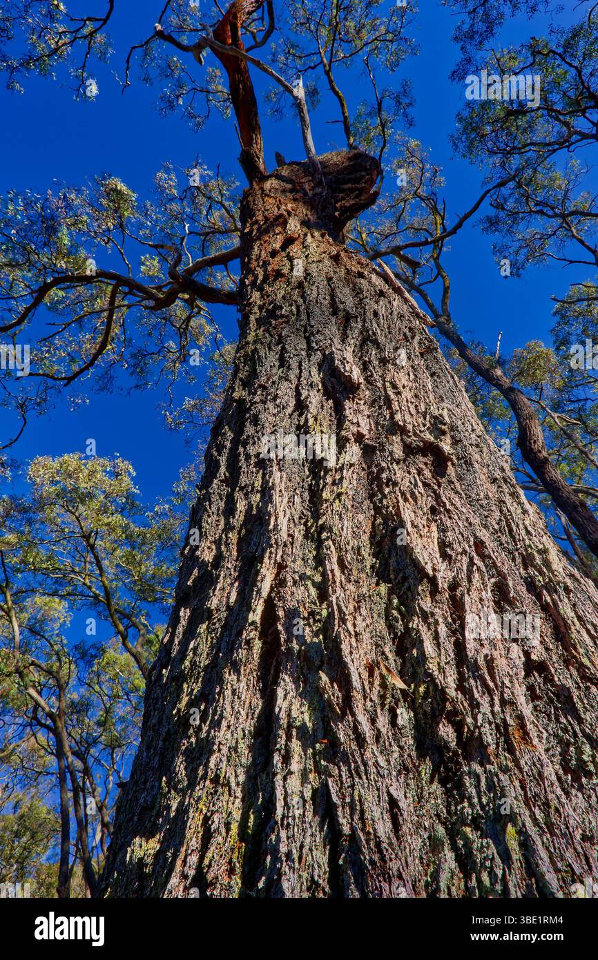 Nahaufnahme des Eukalyptus-Kaugummibaums der roten Eisenbarke (Eukalyptus tricarpa) mit dicker Furche im Wald, Point Addis, Great Otway National Park, Victoria Stockfoto
