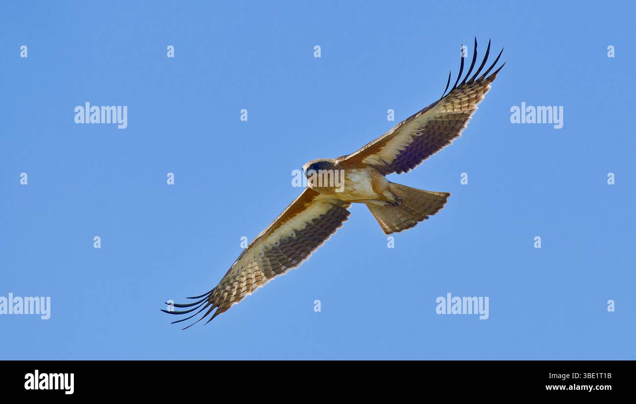Helles Morph des kleinen Adlers (Hieraaetus morphnoides), der im Flug am klaren blauen Himmel in Victoria, Australien, aufsteigt Stockfoto