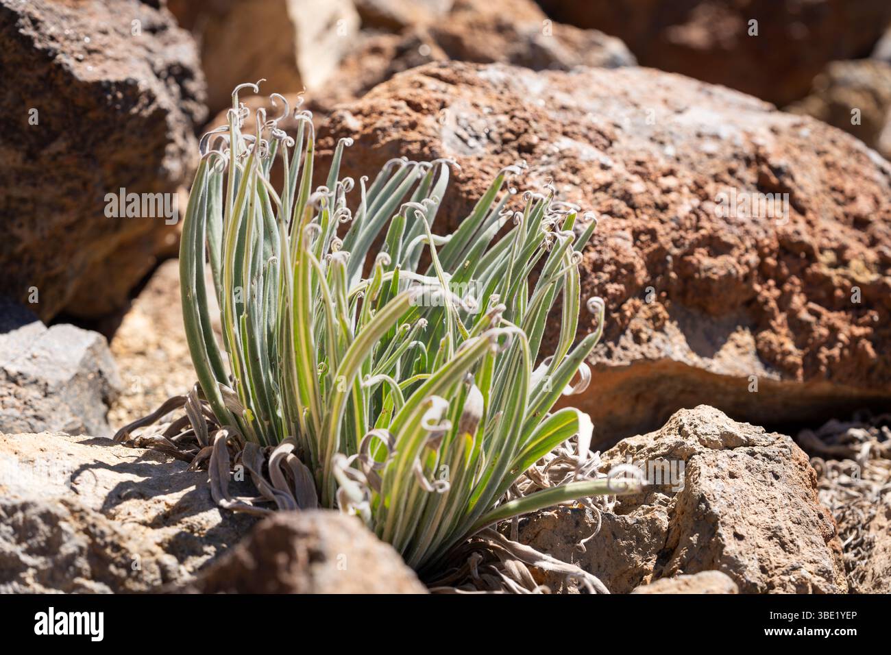 Junge Echium wildpretii oder Tajinaste Rojo Pflanze, geschützte endemische zweijährige Blume, angepasst an die Höhe und die felsige vulkanische Landschaft. Stockfoto