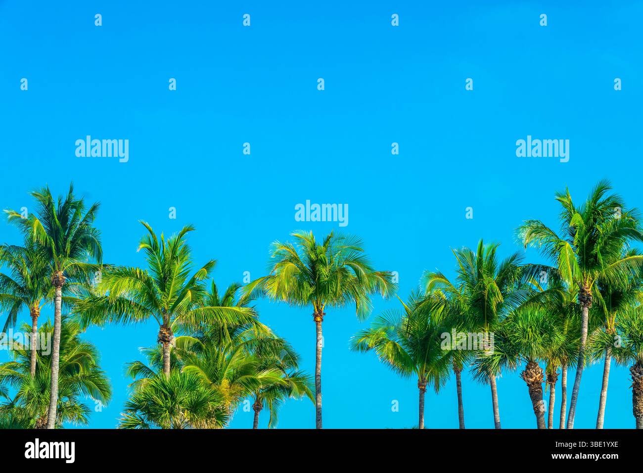 Palmen in einer Reihe in Key West, Florida, tropischer blauer Himmel und Sommerhintergrund mit Kopierraum Stockfoto