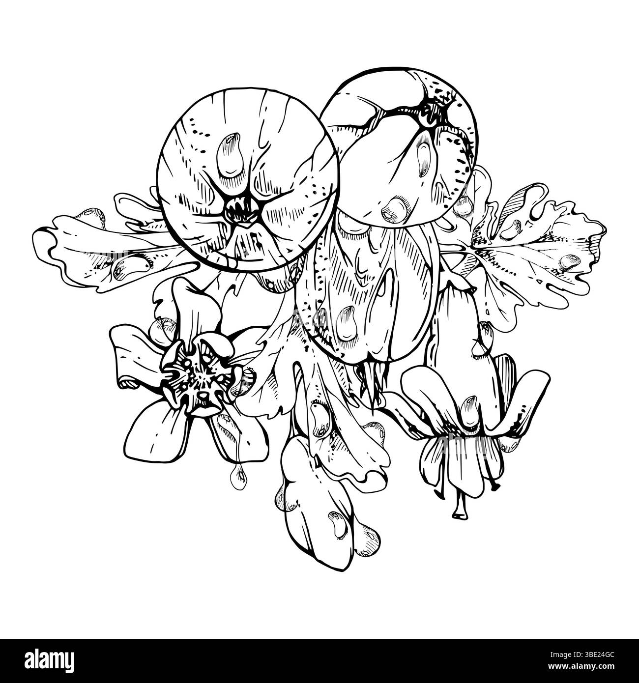 Stachelbeeren Blätter Blütenknospen, Wassertautropfen, reifer Garten Johannisbeeren Casseille Huckleberry Jostaberry. Isolierte Boutonniere-Illustration, Hand Stock Vektor