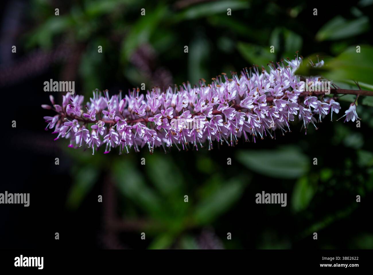 Eine Nahaufnahme der zarten Blume der Hebe-Strauchpflanze Veronica salicifolia, die in einem Garten in Newquay in Cornwall in Großbritannien wächst. Stockfoto