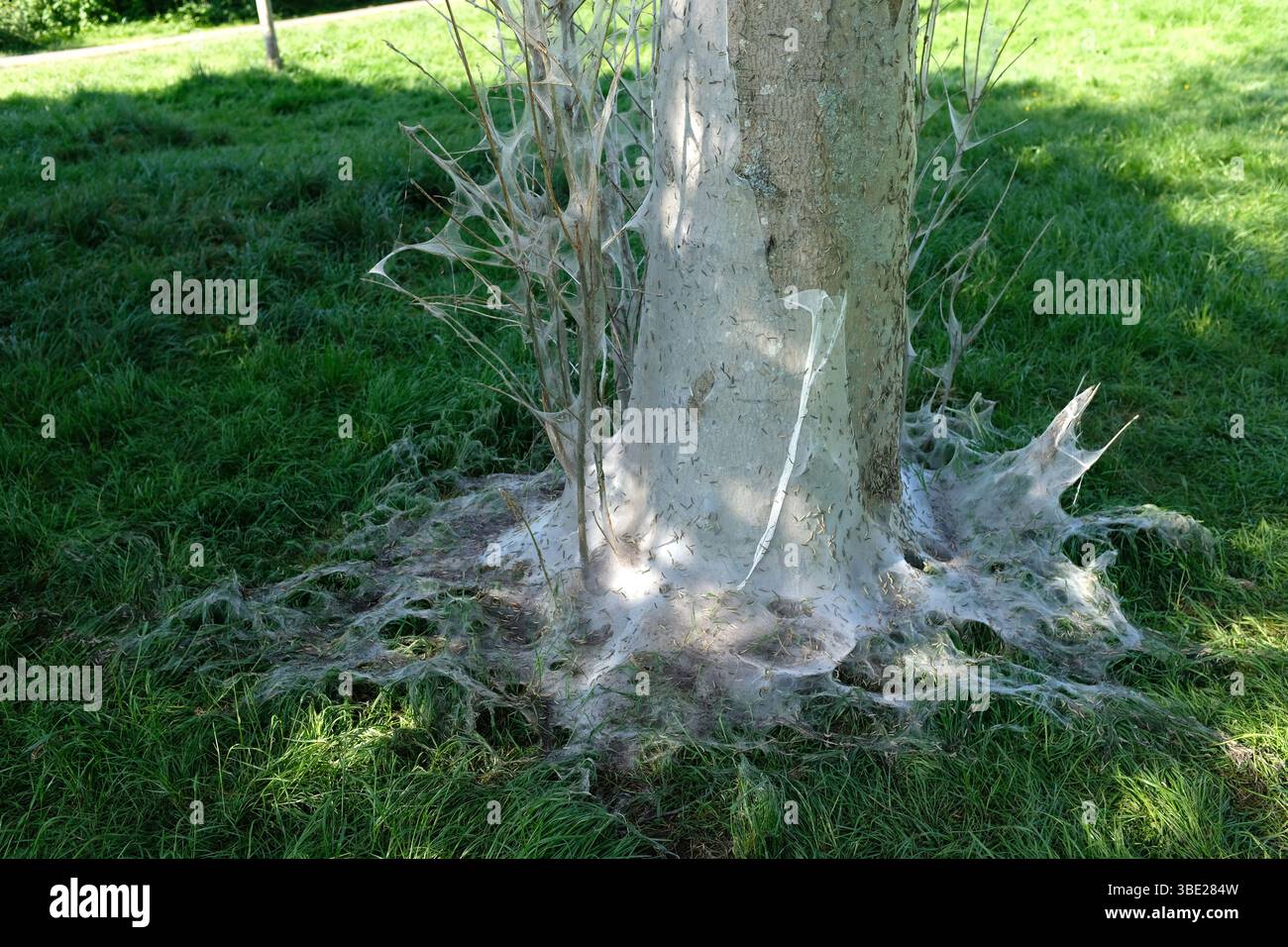 Ein Baum mit Hermelinmotten-Raupen in Bristol, Großbritannien Stockfoto