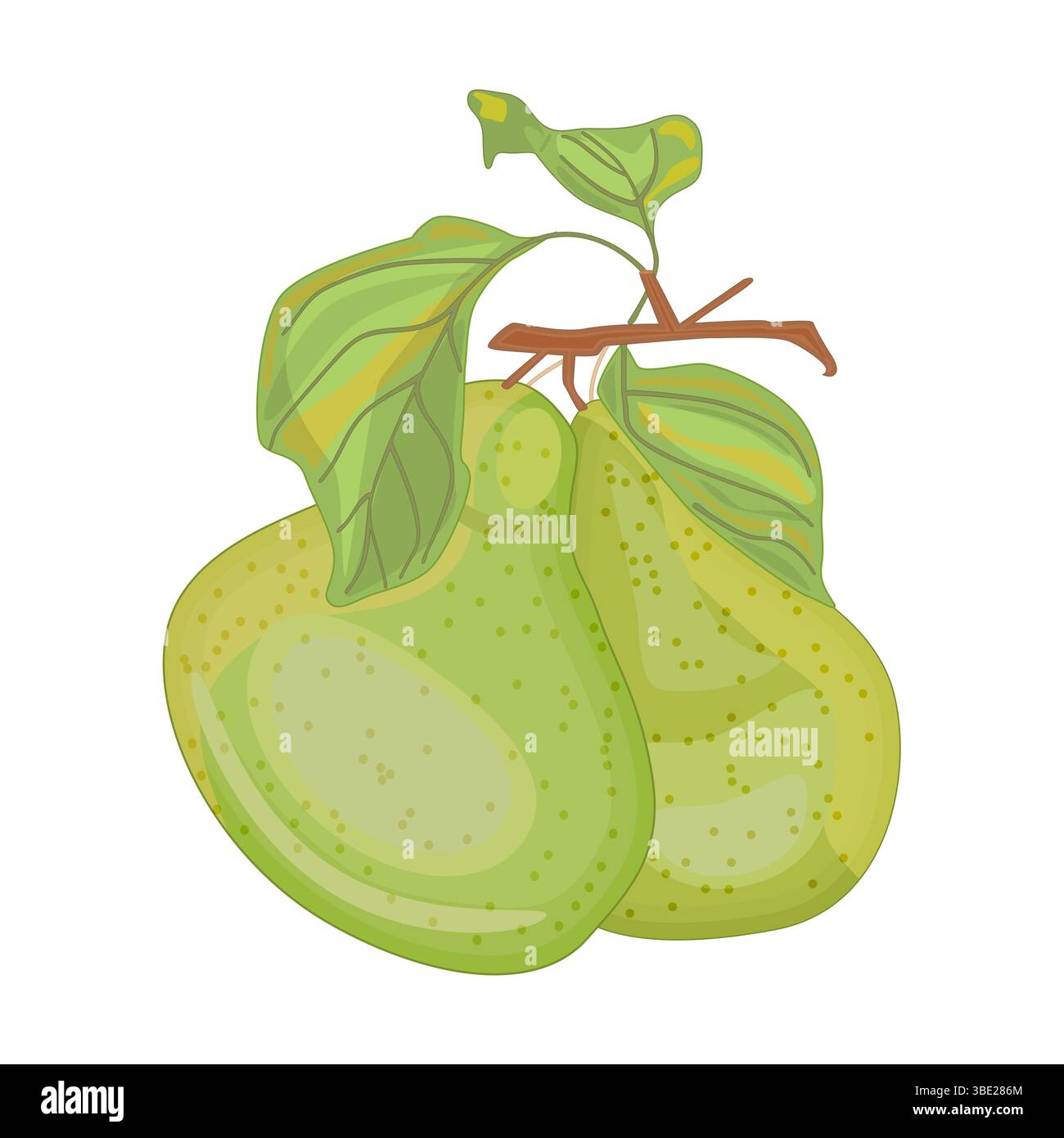 Birnen auf weißem Hintergrund. Frisches Gartenobst. Süße saftige Birne mit Blatt. Zwei reife grüne Birne auf Zweig. Natürliches vegetarisches Dessert. Vektor-Illustration Stock Vektor