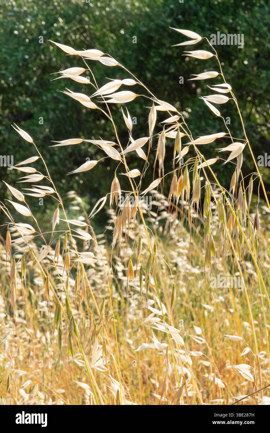 Sonnendurchflutetes Feld von gemeinem Wildhafer, einem schädlichen Unkraut Stockfoto