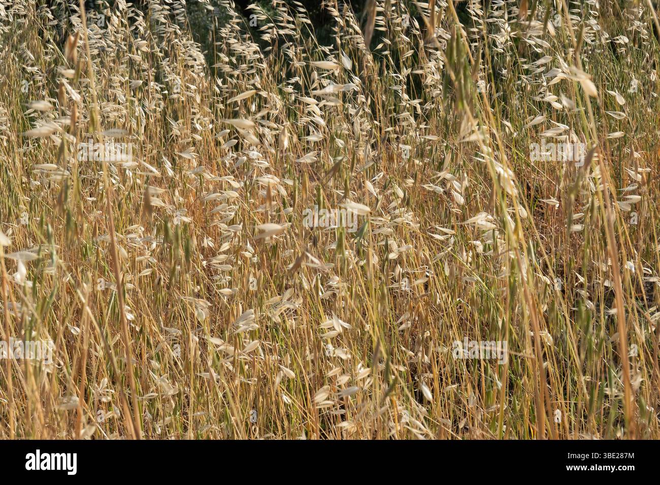 Sonnendurchflutetes Feld von gemeinem Wildhafer, einem schädlichen Unkraut Stockfoto