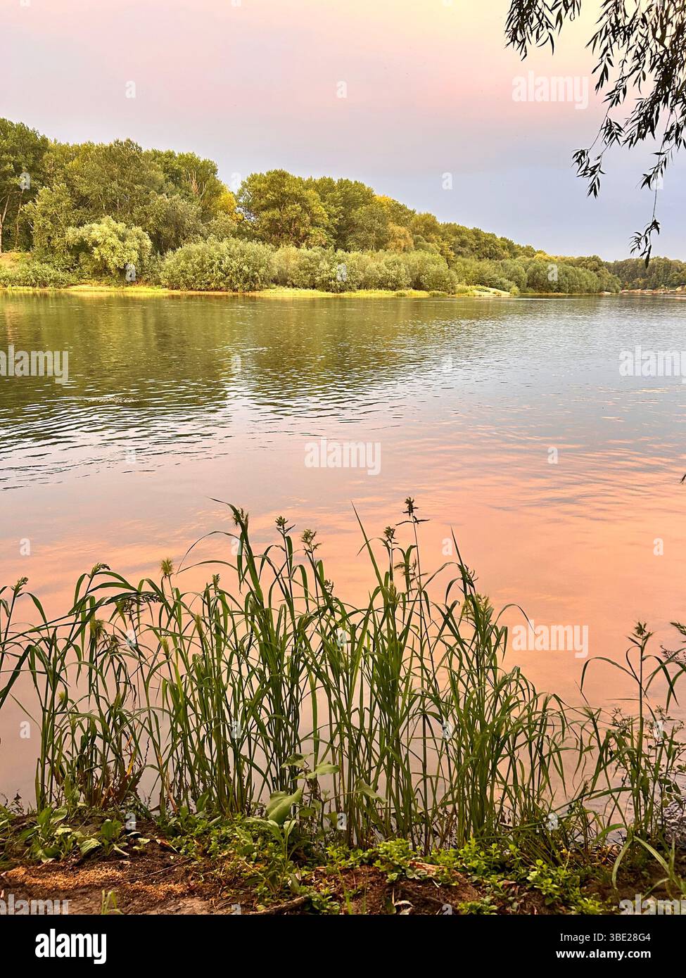 Blick durch Schilf auf die ruhige Oberfläche des Dniester River in Vadul lui Voda, Moldawien. Fotografiert an einem Sommerabend in der Nähe des Sonnenuntergangs. - Smartphone-aufgenommenes Stockfoto