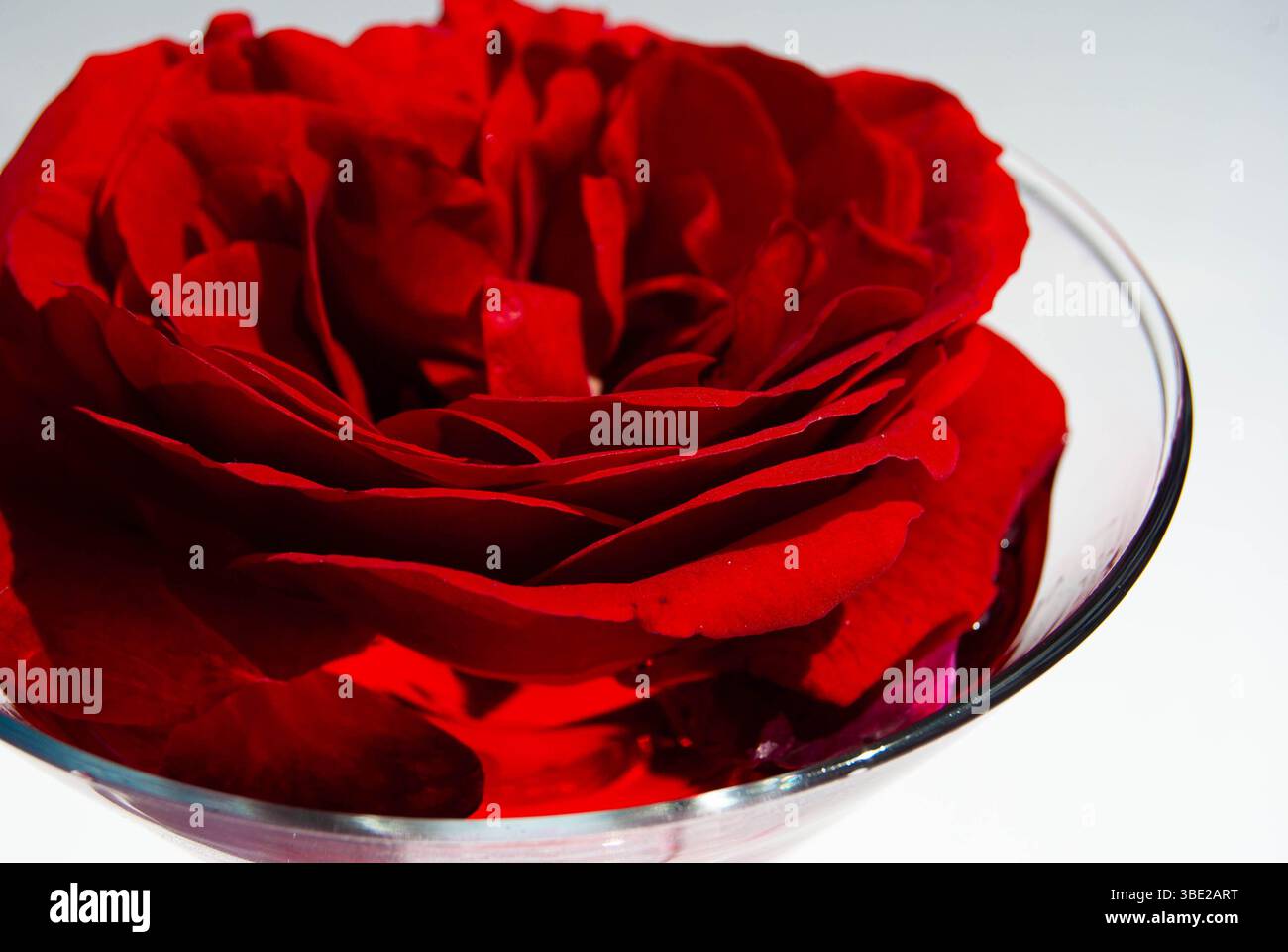 Hausgemachter Rosensirup, serviert in einem dekorativen Glas neben einer frischen Rose. Stockfoto