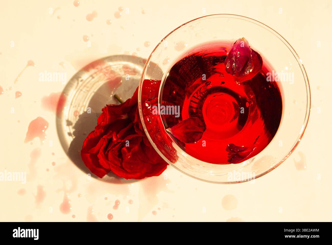 Atemberaubende rote Rose mit frischen Rosensafttropfen daneben. Stockfoto