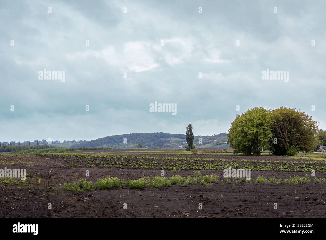 Ein riesiges Ackerfeld voller Pflanzen, deren Blätter unter leichtem Regen glitzern. Die fernen Bäume verblassen in den Horizont. Stockfoto