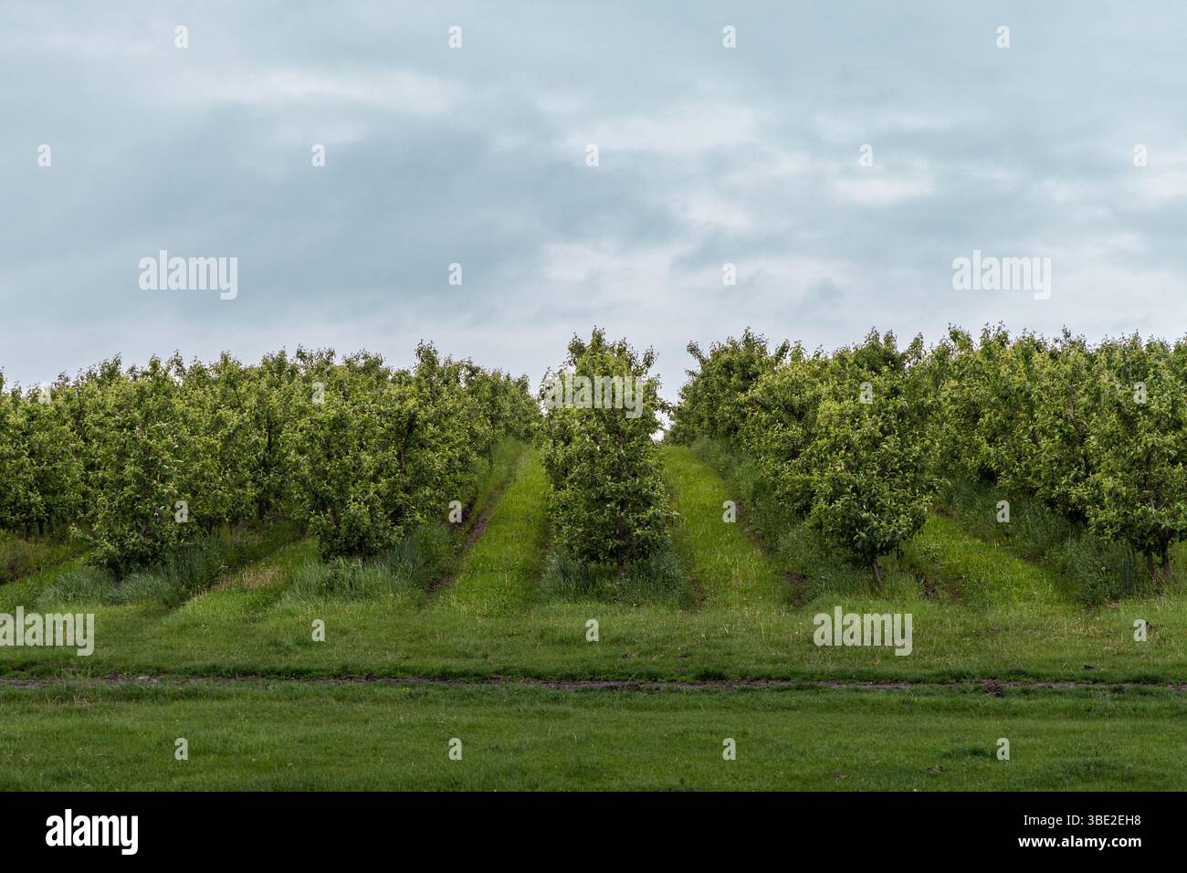 Ein malerischer Obstgarten, getaucht in weiches, diffuses Licht unter einem strukturierten bewölkten Himmel. Das Zusammenspiel von Schatten und lebendigem Laub schafft ein friedliches und dennoch. Stockfoto