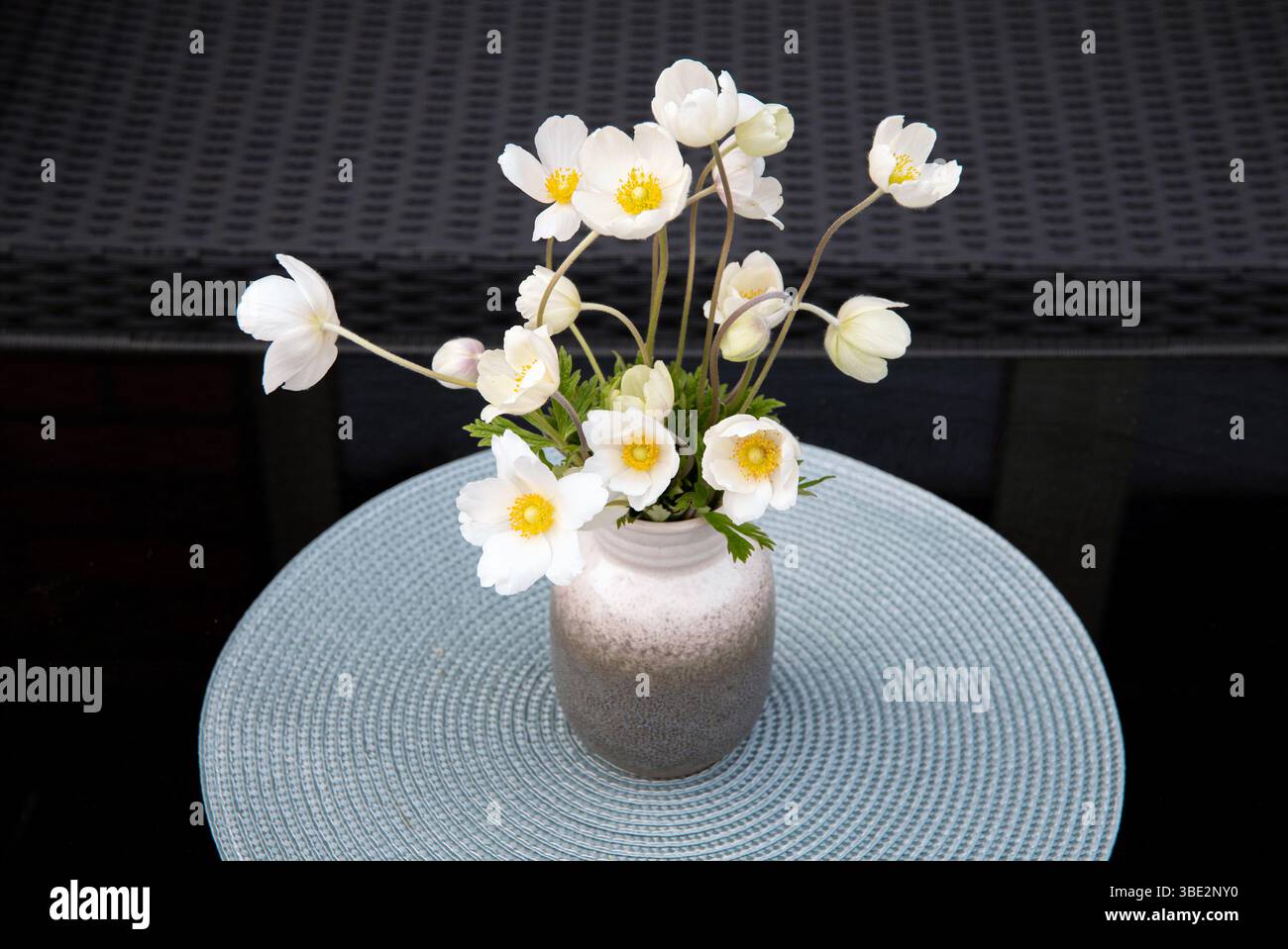 Kleine minimalistische Anemone sylvestris, allgemein bekannt als Schneeglöckchenanemone oder Windblumenstrauß in grauer Vase und grauer Farbmatte auf schwarzem Wohntisch Stockfoto