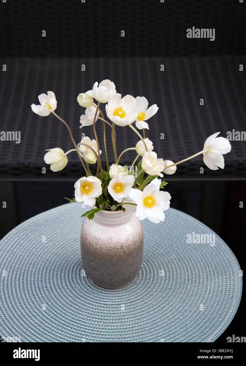 Kleine minimalistische Anemone sylvestris, allgemein bekannt als Schneeglöckchenanemone oder Windblumenstrauß in grauer Vase und grauer Farbmatte auf schwarzem Wohntisch Stockfoto