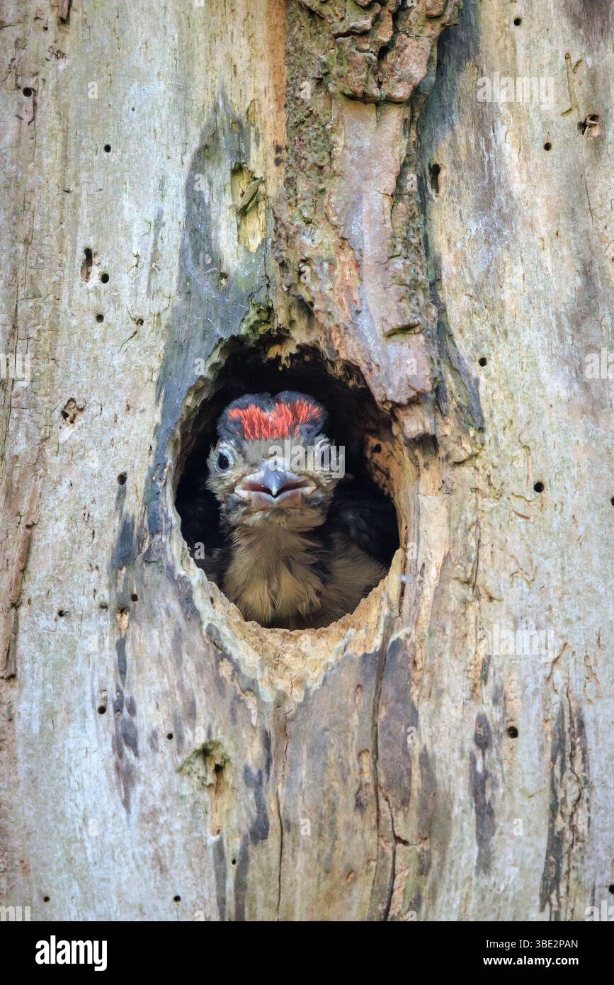 Nahaufnahme eines jungen Großspechtvogels, Dendrocopos Major, in einem Baumnest in einem Wald Stockfoto
