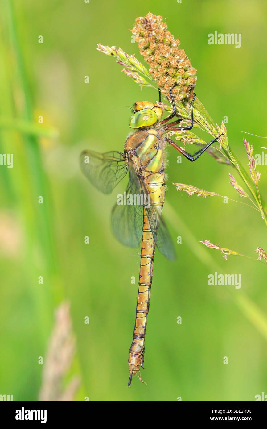 Nahaufnahme einer grünäugigen Falkenkerdragonfly Aeshna Isozeles, ruhend in Schilf. Dies ist einer von nur zwei braunen Falkiers in Europa gefunden. Stockfoto