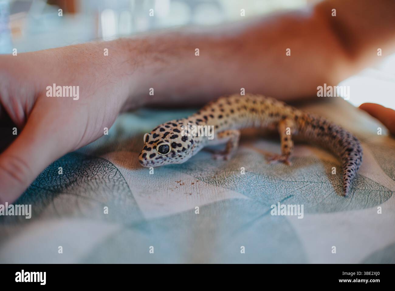 Nahaufnahme einer Hand, die sanft mit einem neugierigen Leopardengecko interagiert, der auf einer weichen, gemusterten Oberfläche liegt und einen Moment der Verbindung und Neugier festhält Stockfoto
