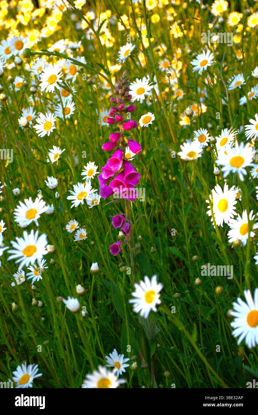Hot Pink Foxglove in einem Bett von Oxeye Daisies in der Abendsonne Stockfoto
