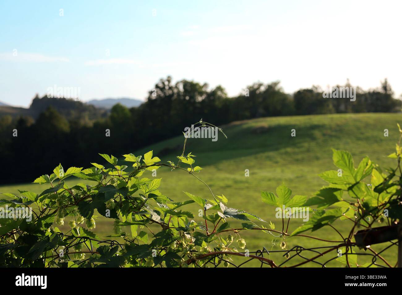 Verschwommener Blick auf eine malerische Wiese im polnischen Hochland mit einem mit Hopfen bedeckten Zaun im Vordergrund Stockfoto