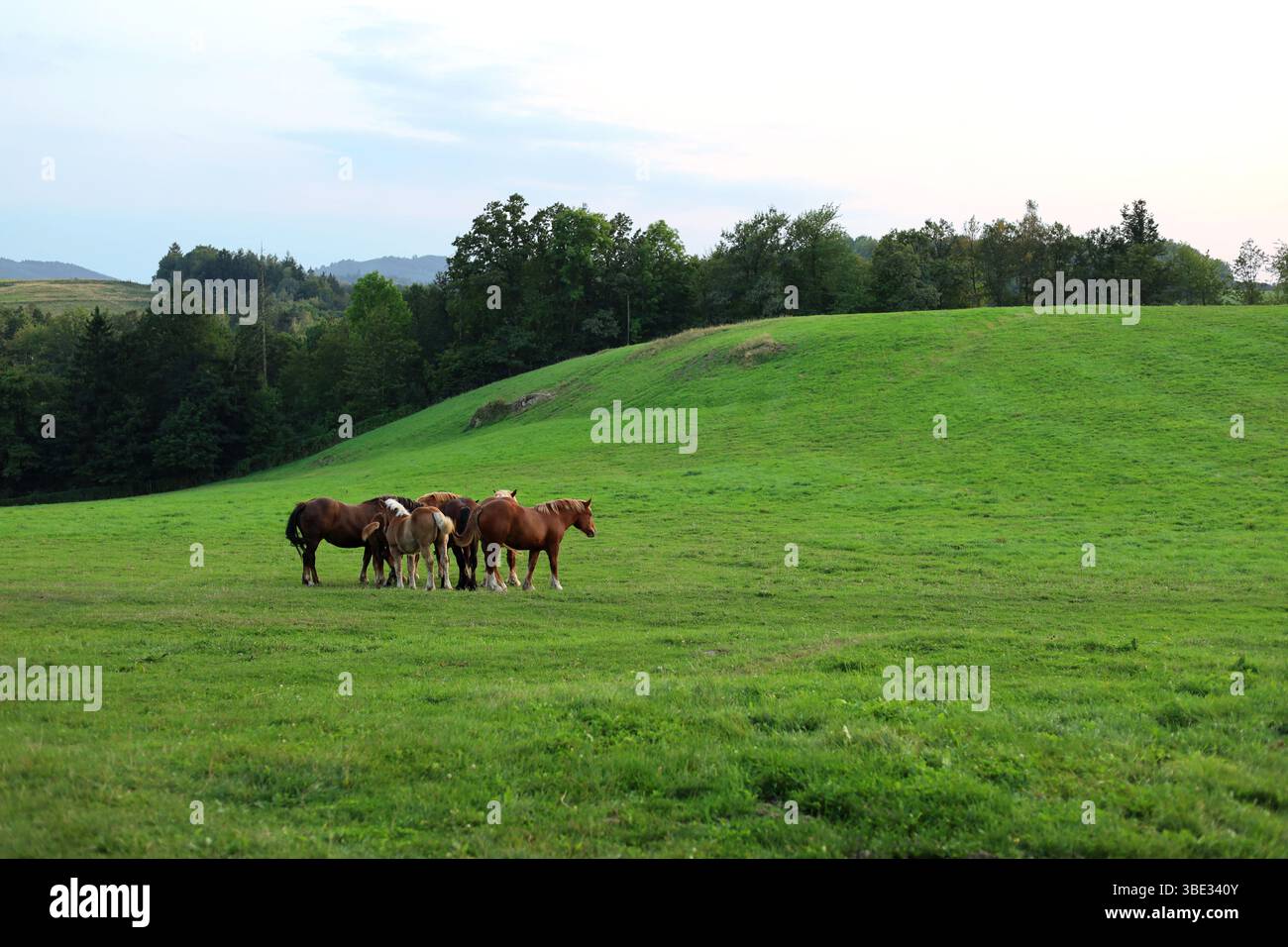 Herde der braunen, wilden Pferde auf der malerischen Hochlandwiesen Stockfoto