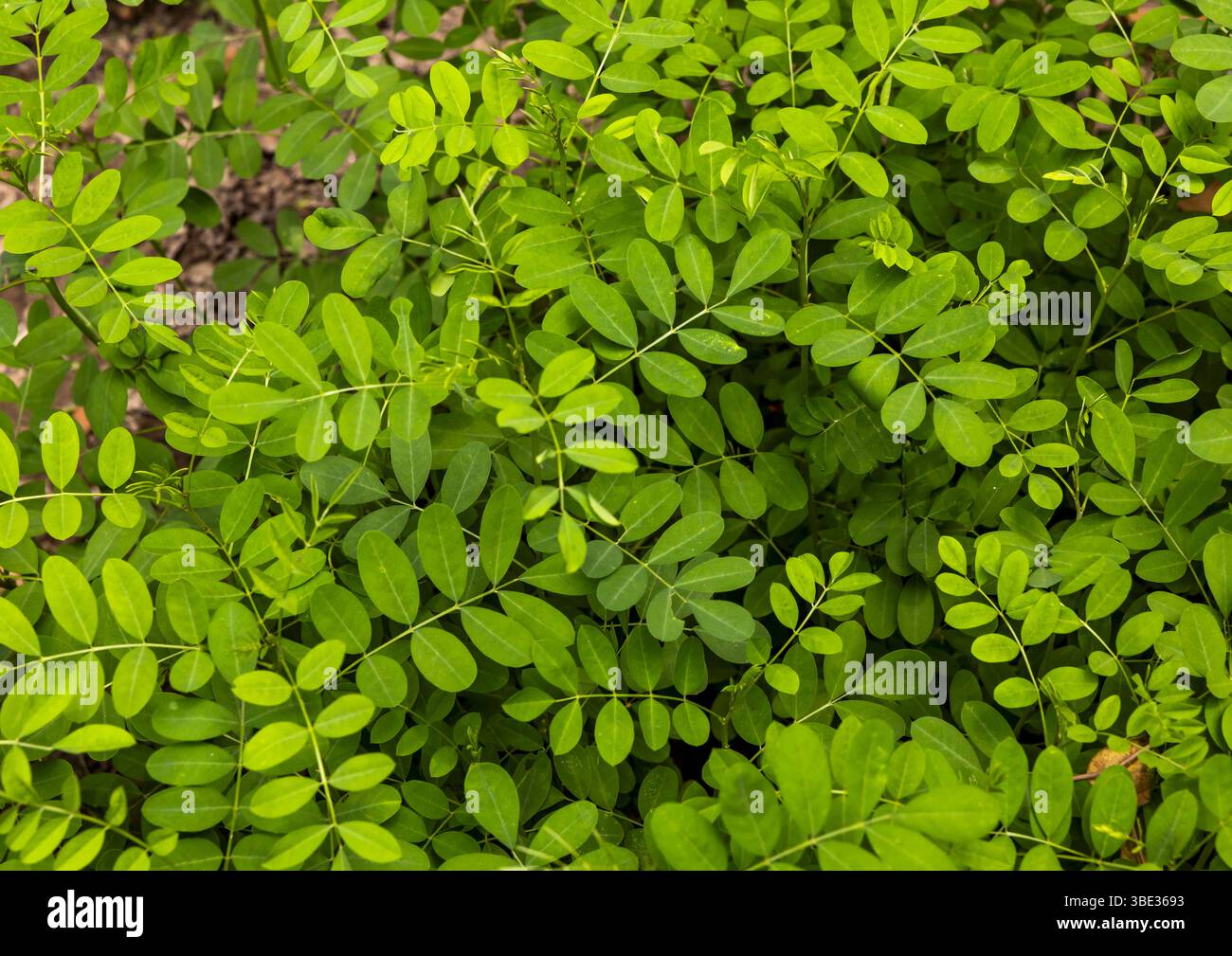 Indogo Tree in Living Blue Company, Rangpur Division, Goalpara, Bangladesch Stockfoto