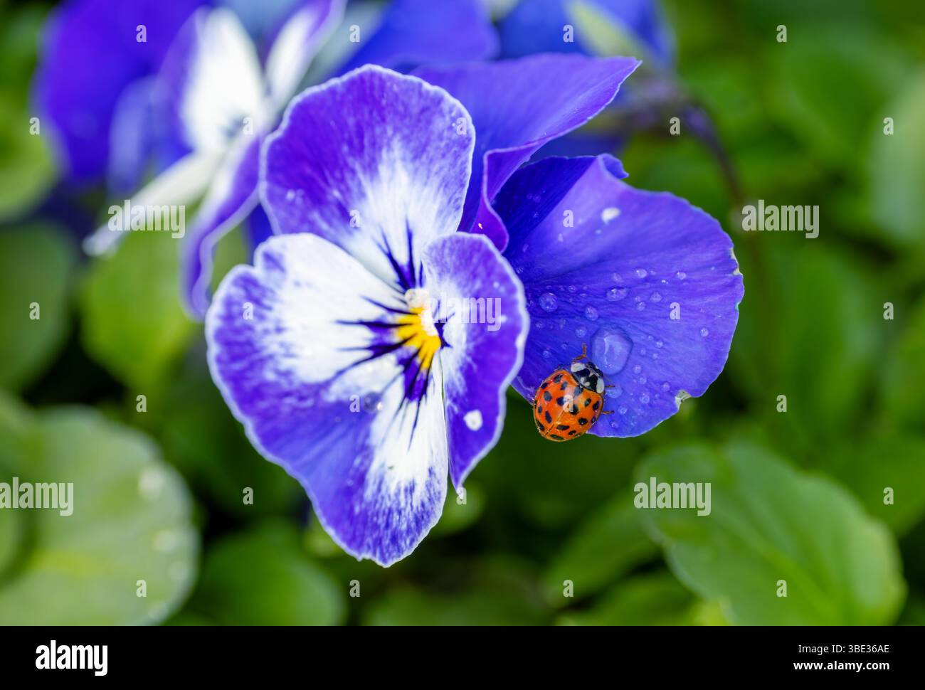 Harlequin Marienkäfer oder Marienkäfer „Harmonia axyridis“ auf blau-weißer Stiefmütterchen- oder Viola-Blüte. Invasive Insektenarten mit dunkelgeflecktem Rotflügelkoffer. Stockfoto