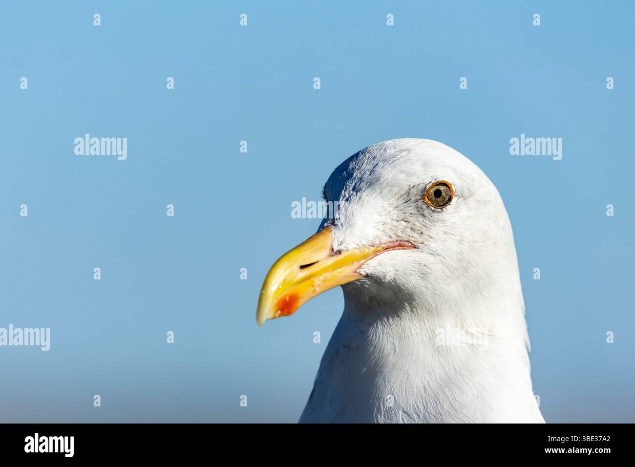 Vereinigte Staaten von Amerika, Kalifornien, Pazifikküste, kalifornische Möwe (Larus californicus) Stockfoto